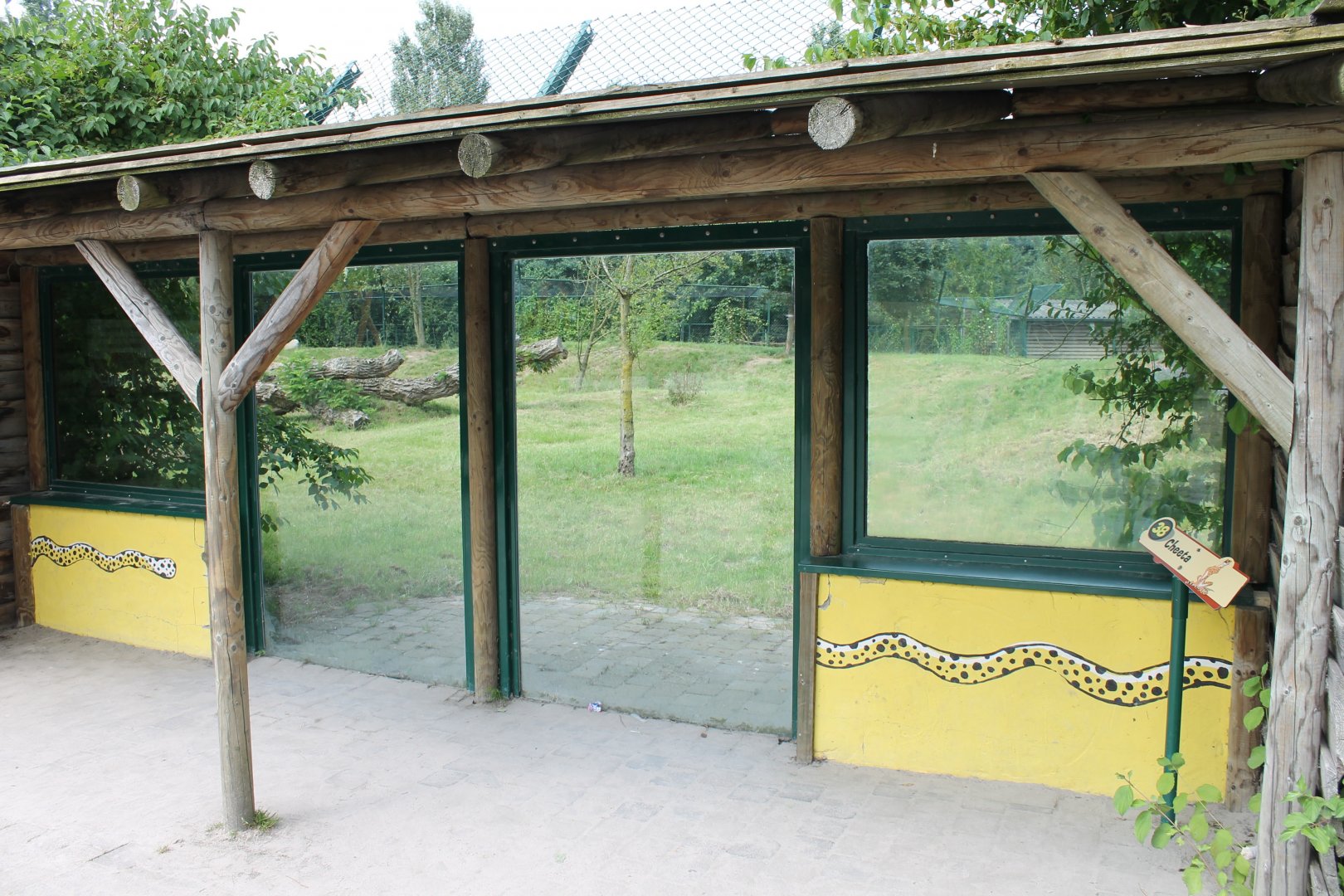 Viewing-window Cheetah