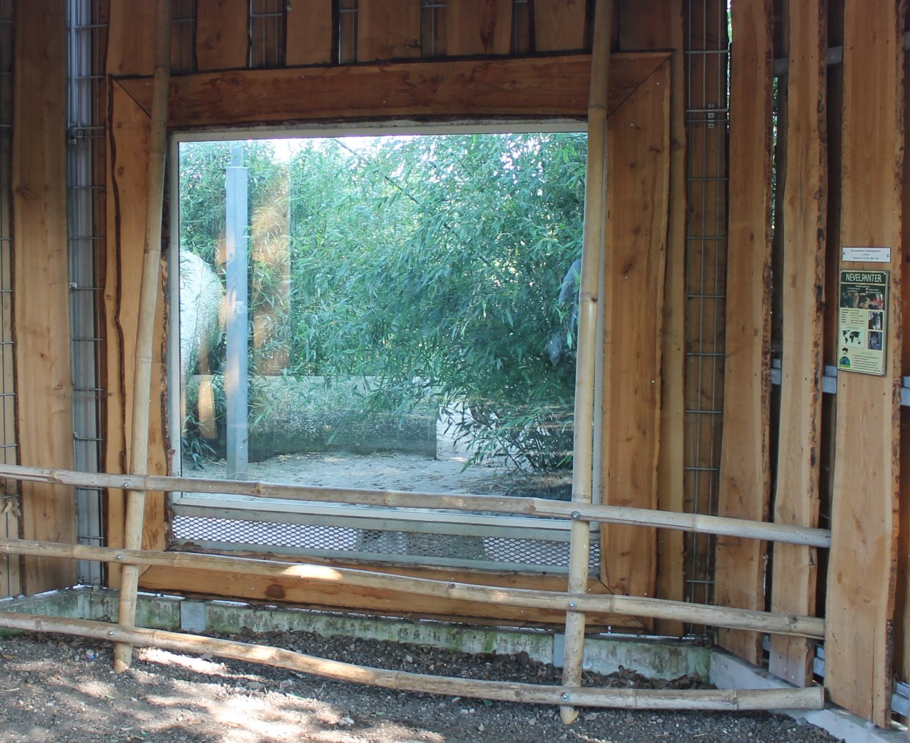 Viewing-window Clouded leopard