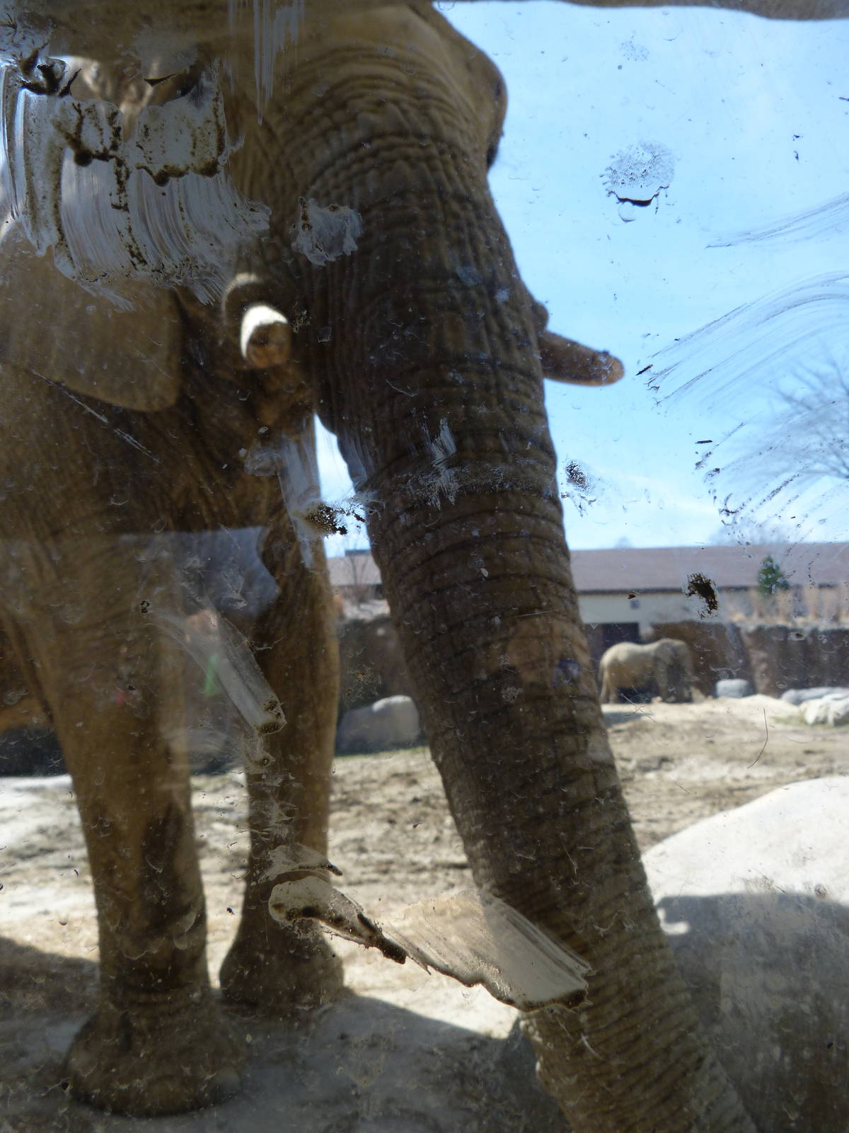 Viewing Window - Elephant Crossing