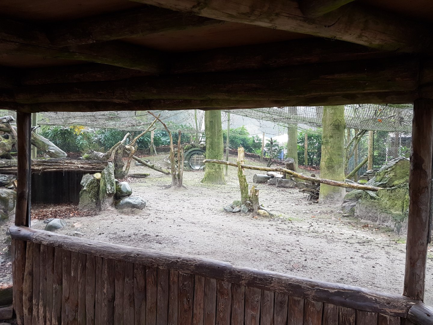 Viewing-window European lynx-enclosure