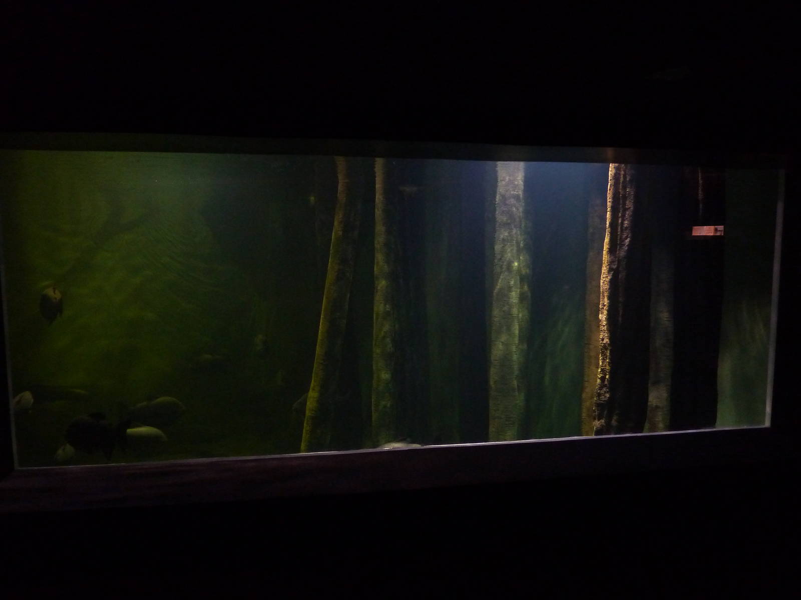 Viewing window for 'global river' exhibit, 10th April 2012