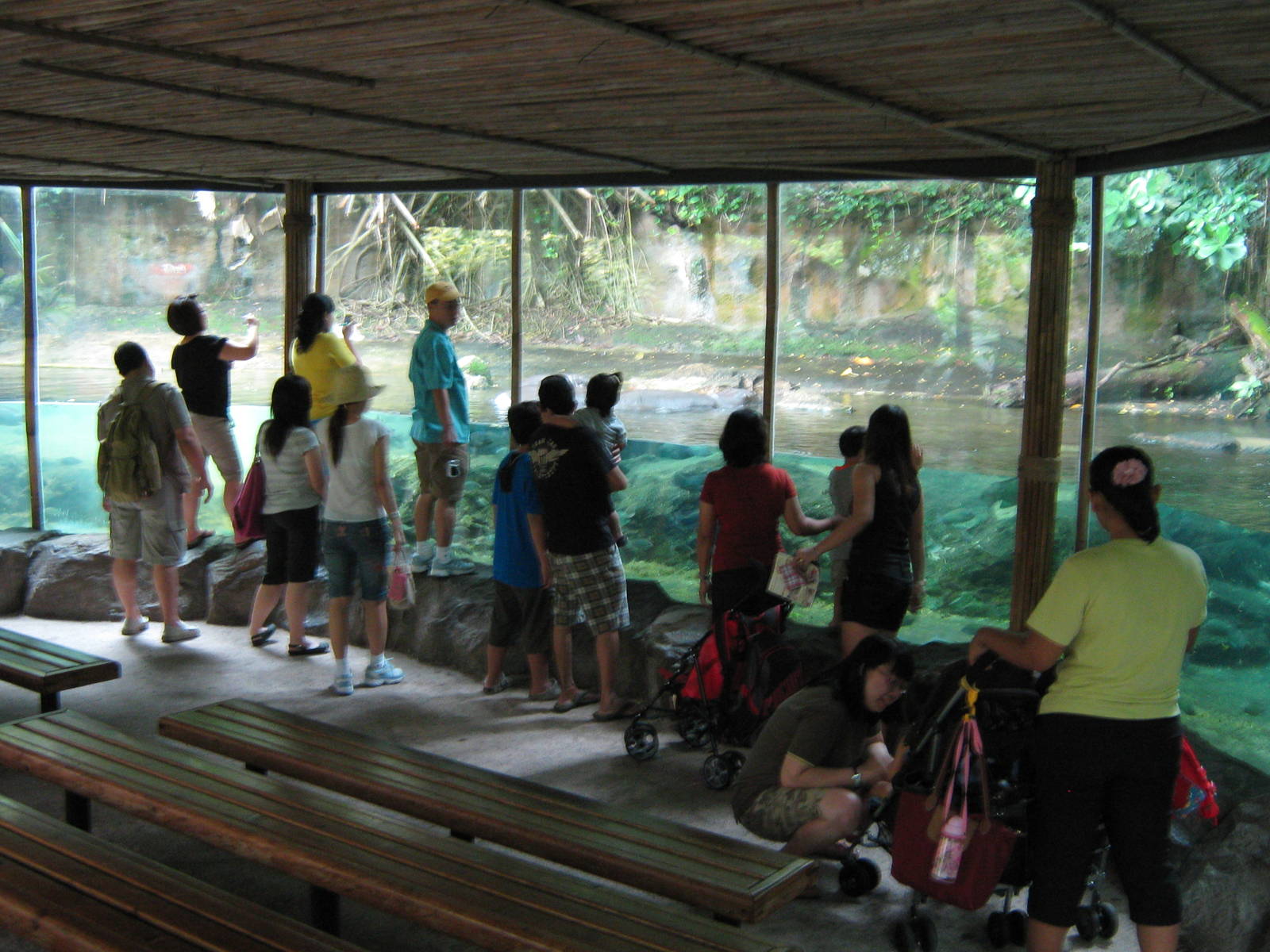 viewing window for the pigmy hippos