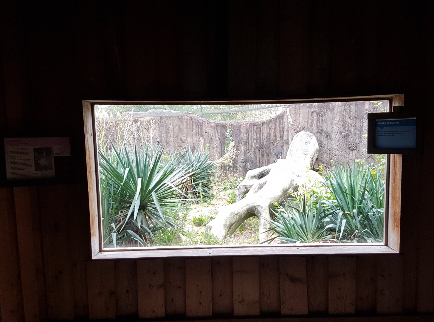 Viewing-window from inside into outside-enclosure Swift fox