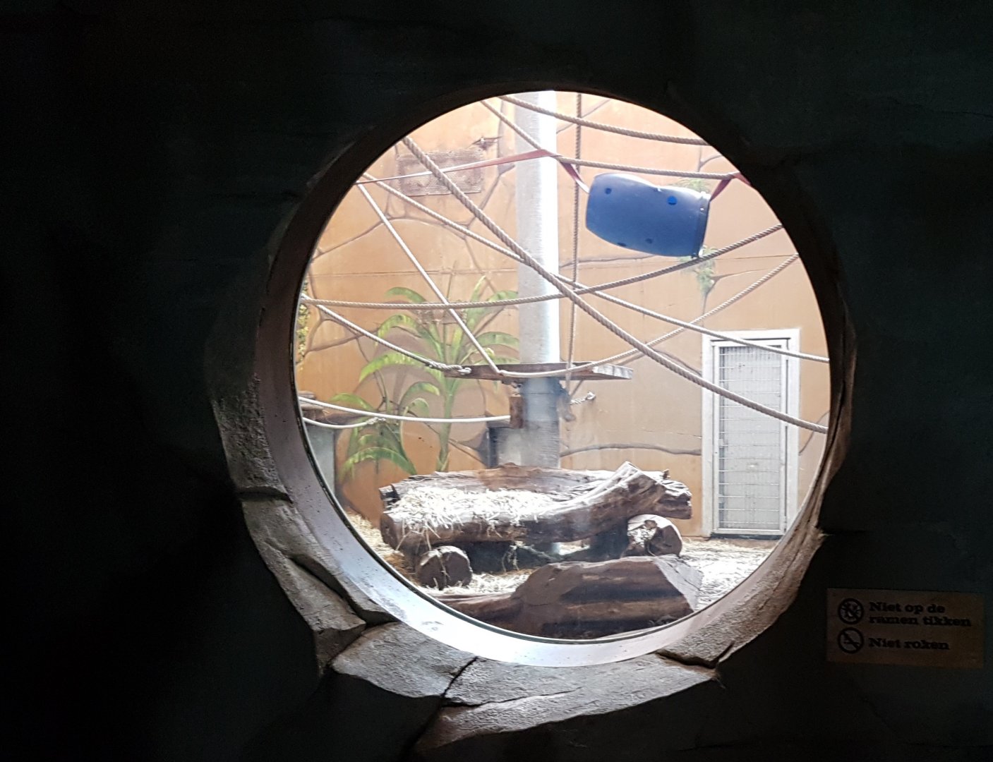 Viewing-window Gorilla and Meerkat indoor enclosure