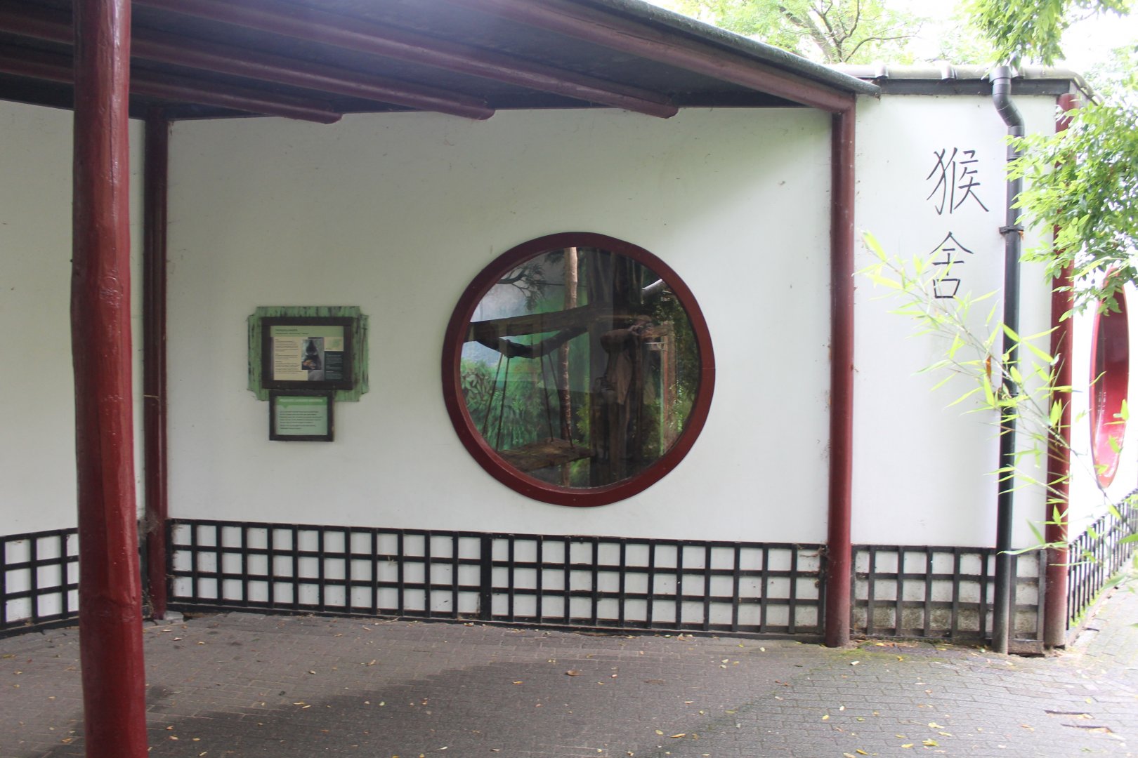 Viewing-window indoor-enclosure Francois langur