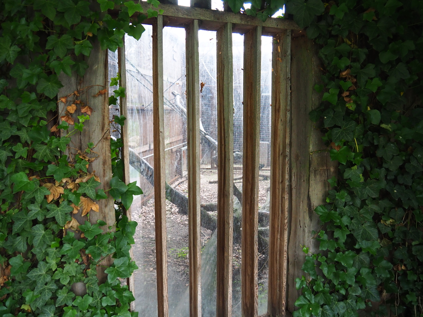 Viewing window into Barbary macaque holding, 2019-07-21