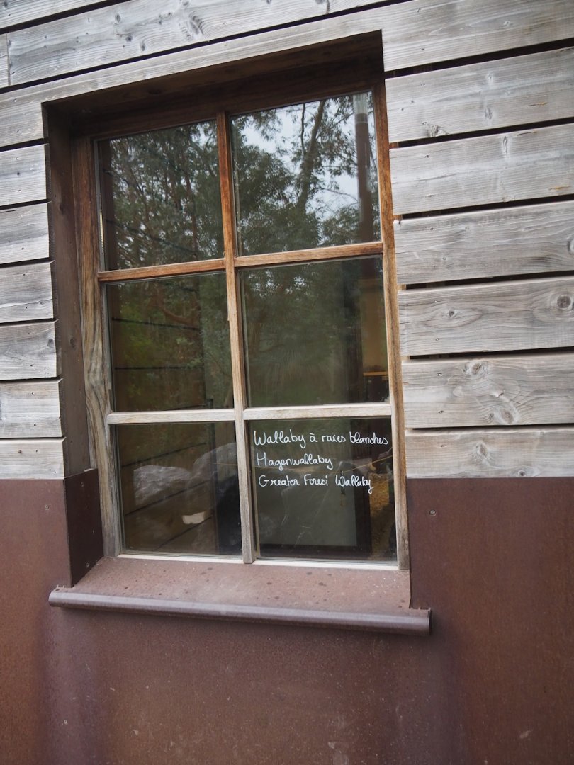 Viewing window into Brown Dorcopsis indoor exhibit, 2023-10-13