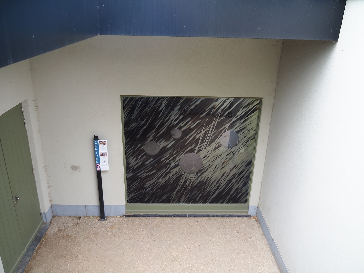 Viewing window into Cape porcupine and Yellow mongoose indoor exhibit, 2023-07-02