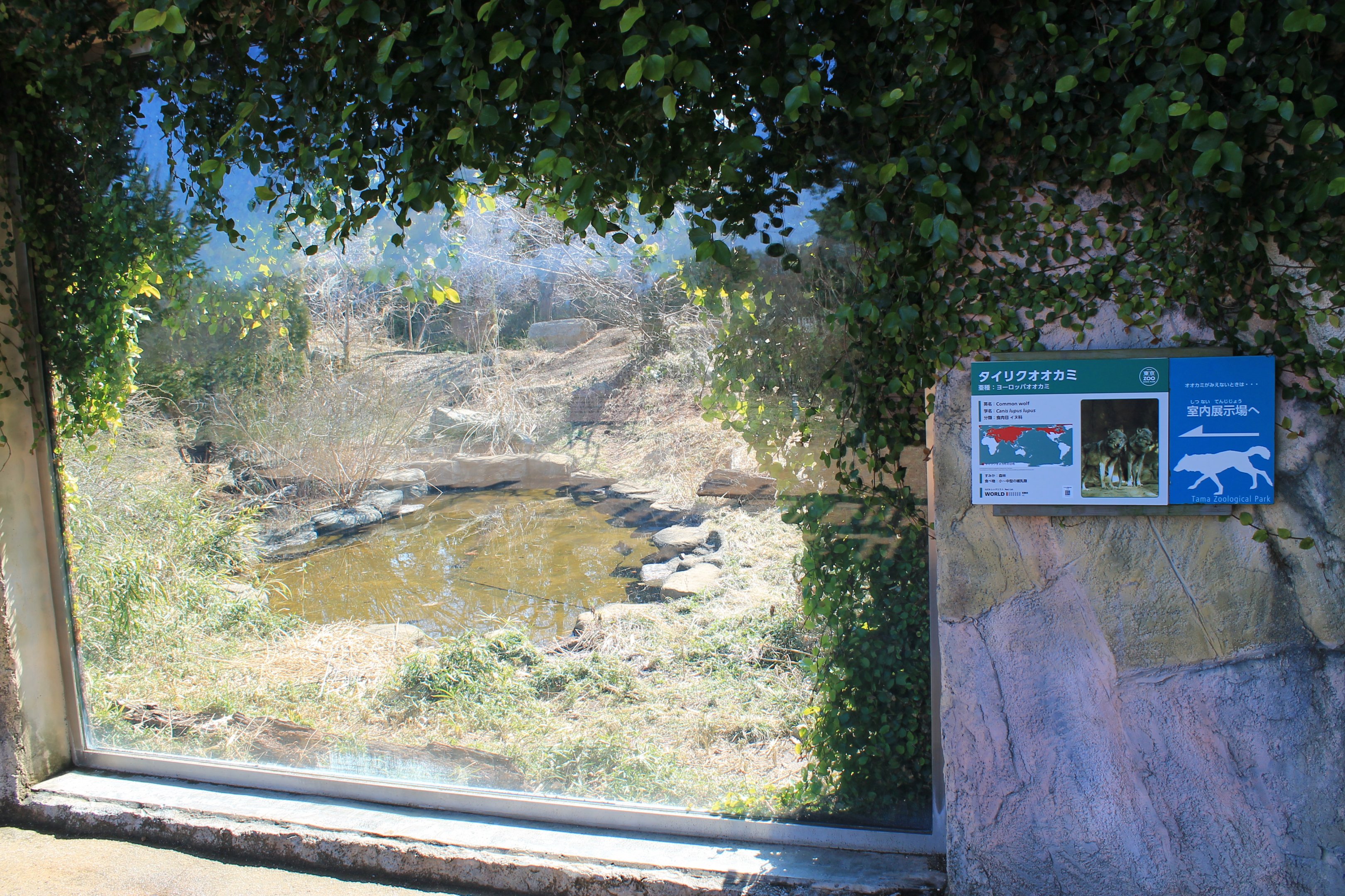 Viewing window into Grey Wolf enclosure