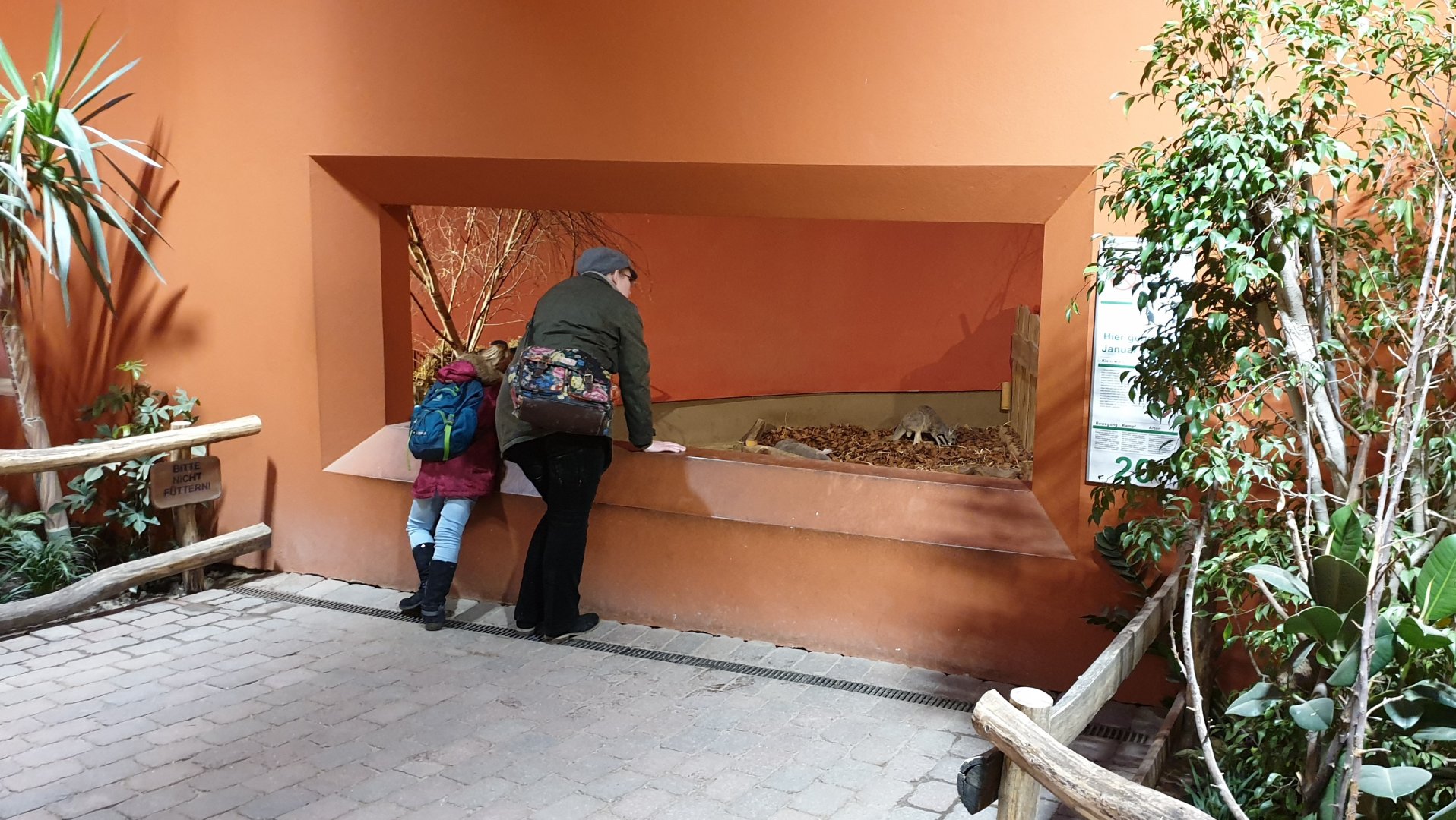 Viewing-window into Kangaroo-indoor enclosure