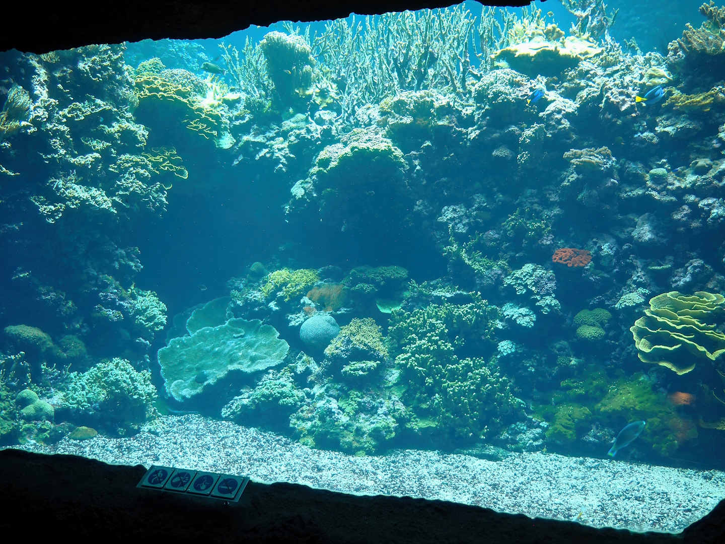 Viewing window into large reef tank, 2023-10-07