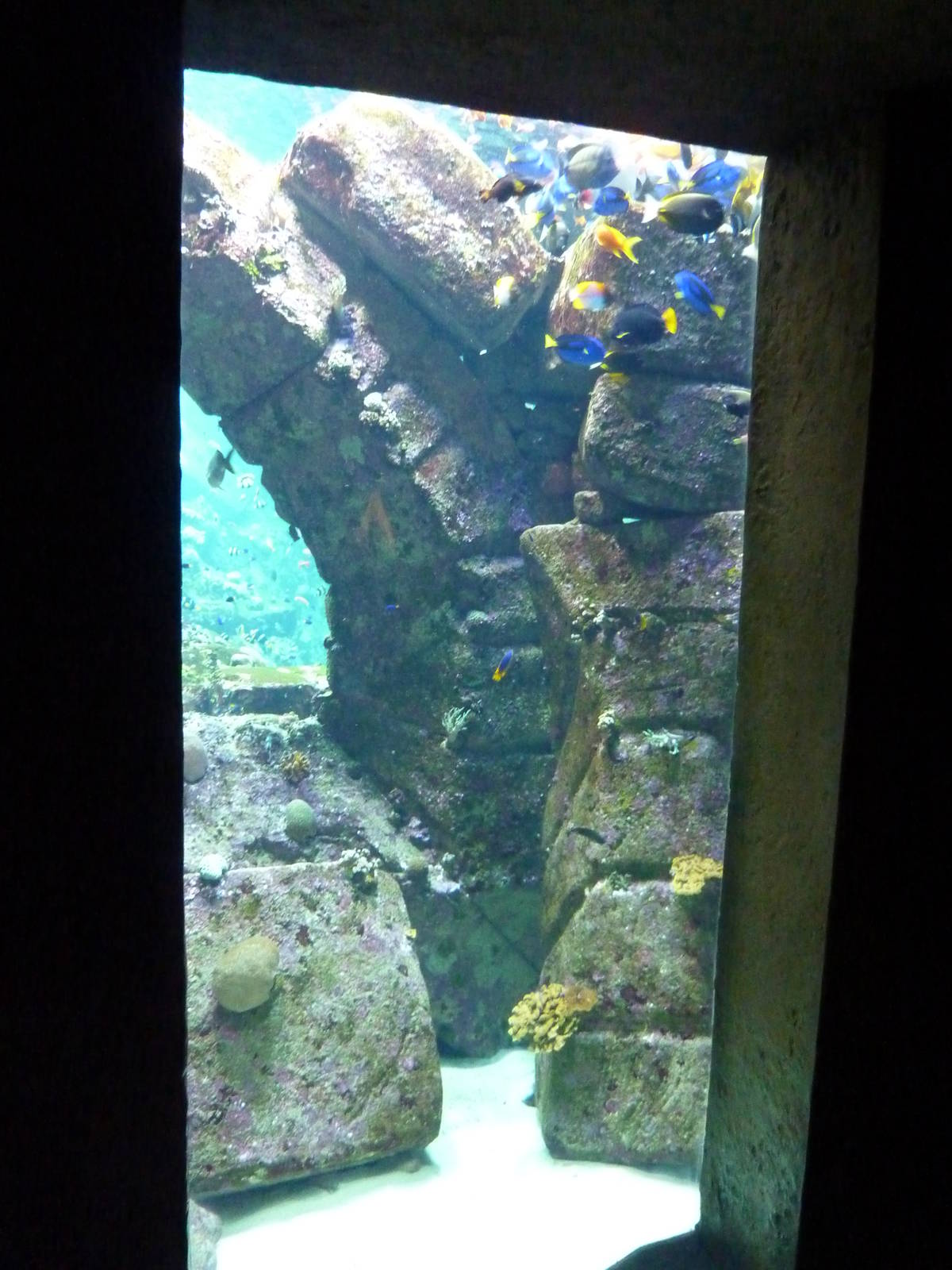 Viewing window into larger reef tank/