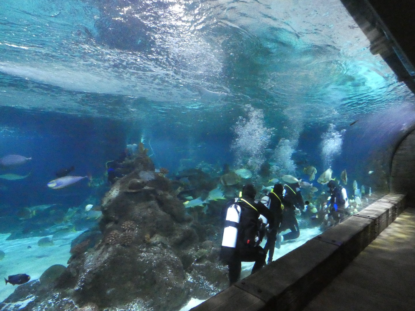 Viewing window into main tank - Skegness Aquarium