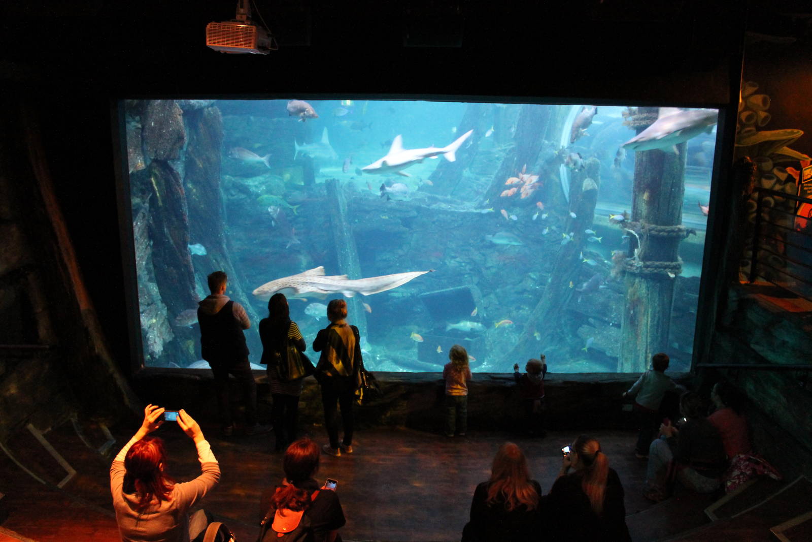 viewing window into ocean tank