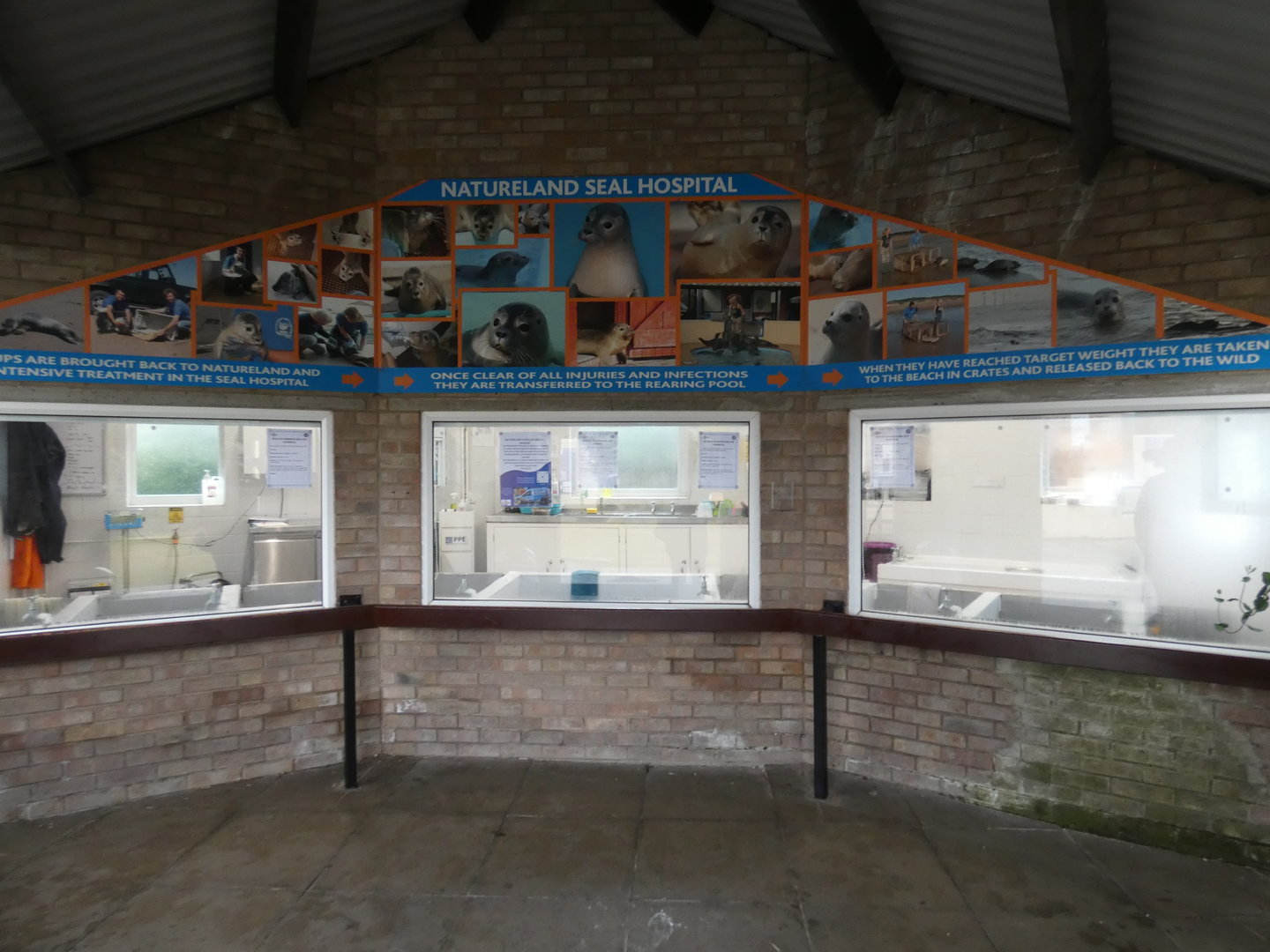 Viewing window into seal hospital