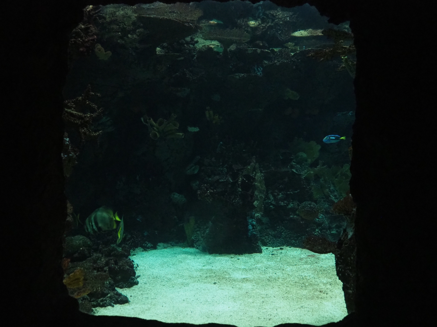 Viewing window into second lagoon tank (Sep 16th, 2018)