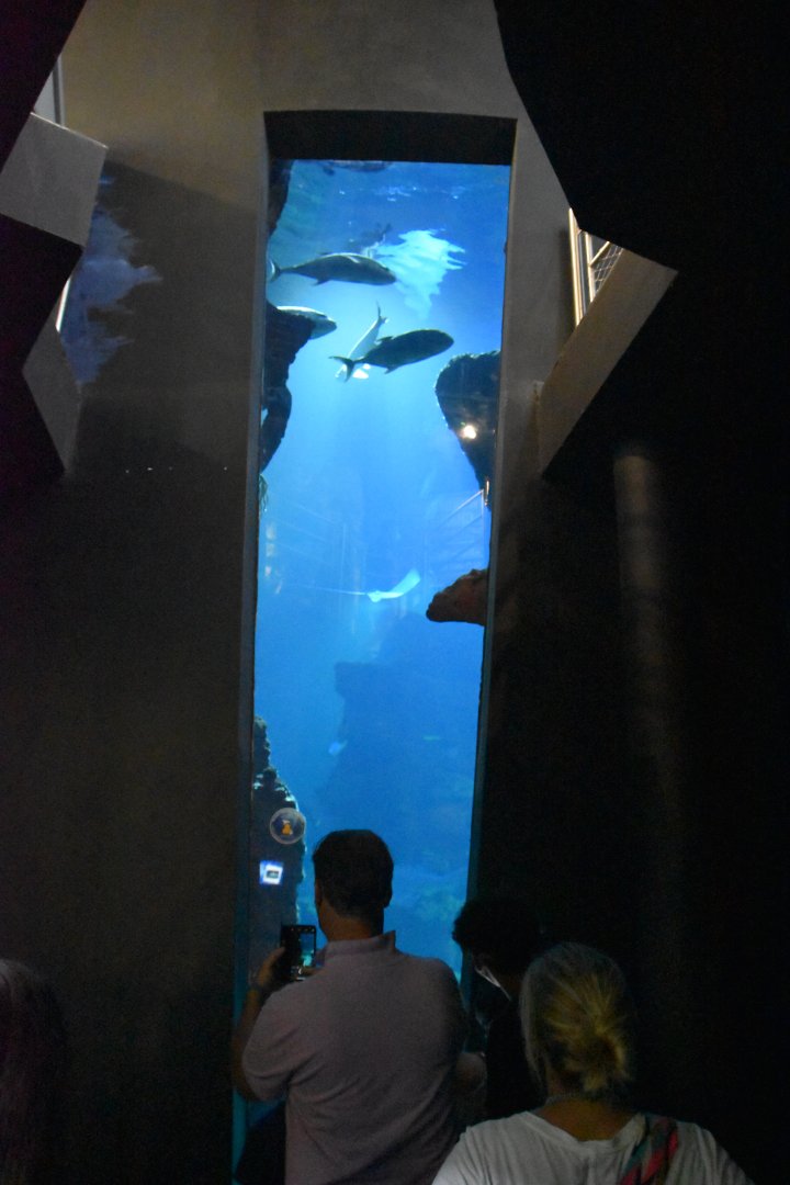 Viewing window into the main shark tank from penguin underwater viewing area.