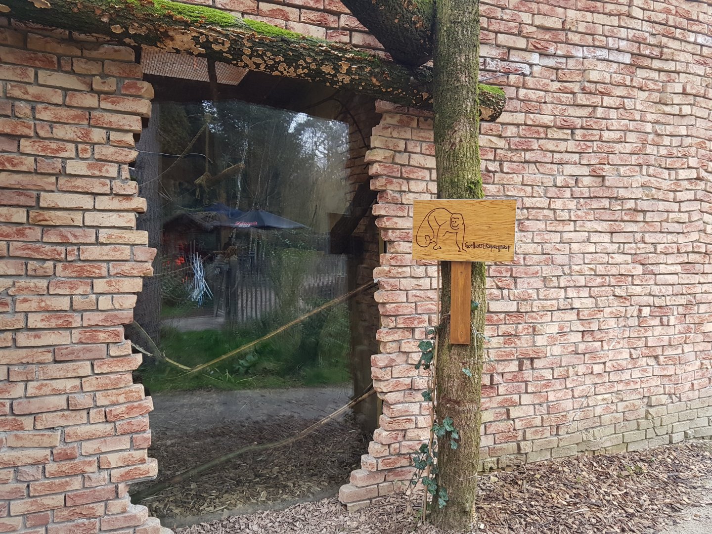 Viewing-window into Yellow-breasted capucine-enclosure