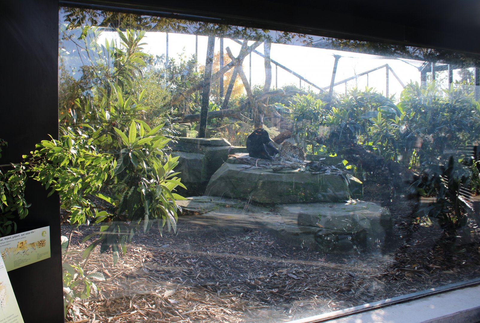 Viewing-window Jaguar-enclosure