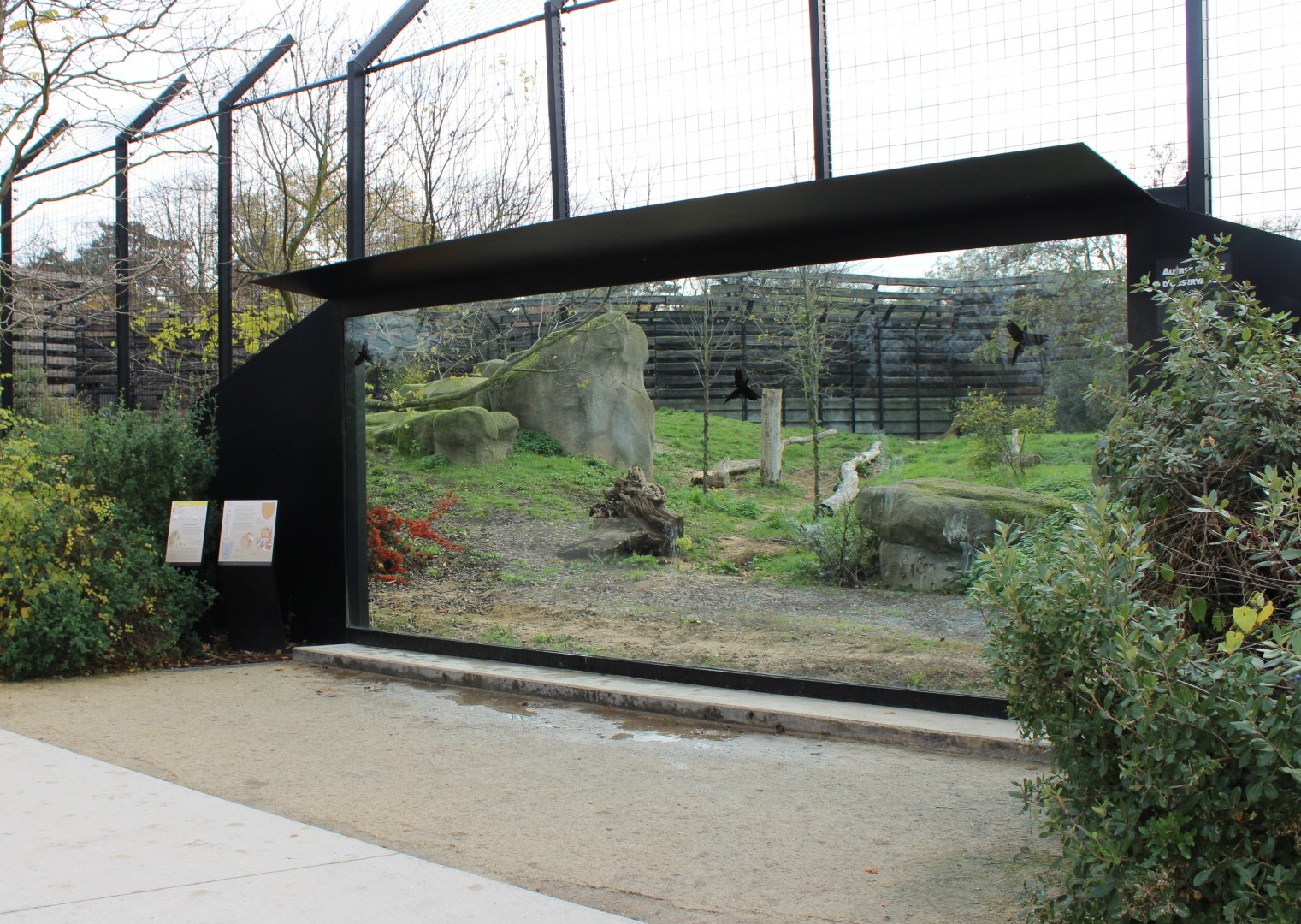 Viewing-window Lion-enclosure