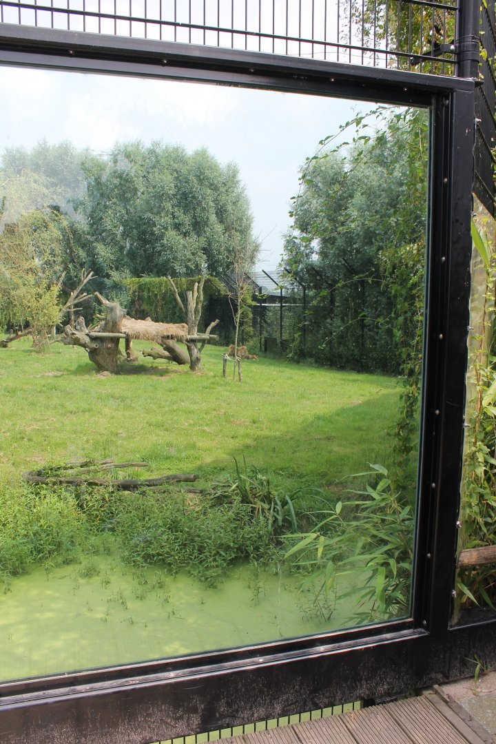 Viewing-window Lions