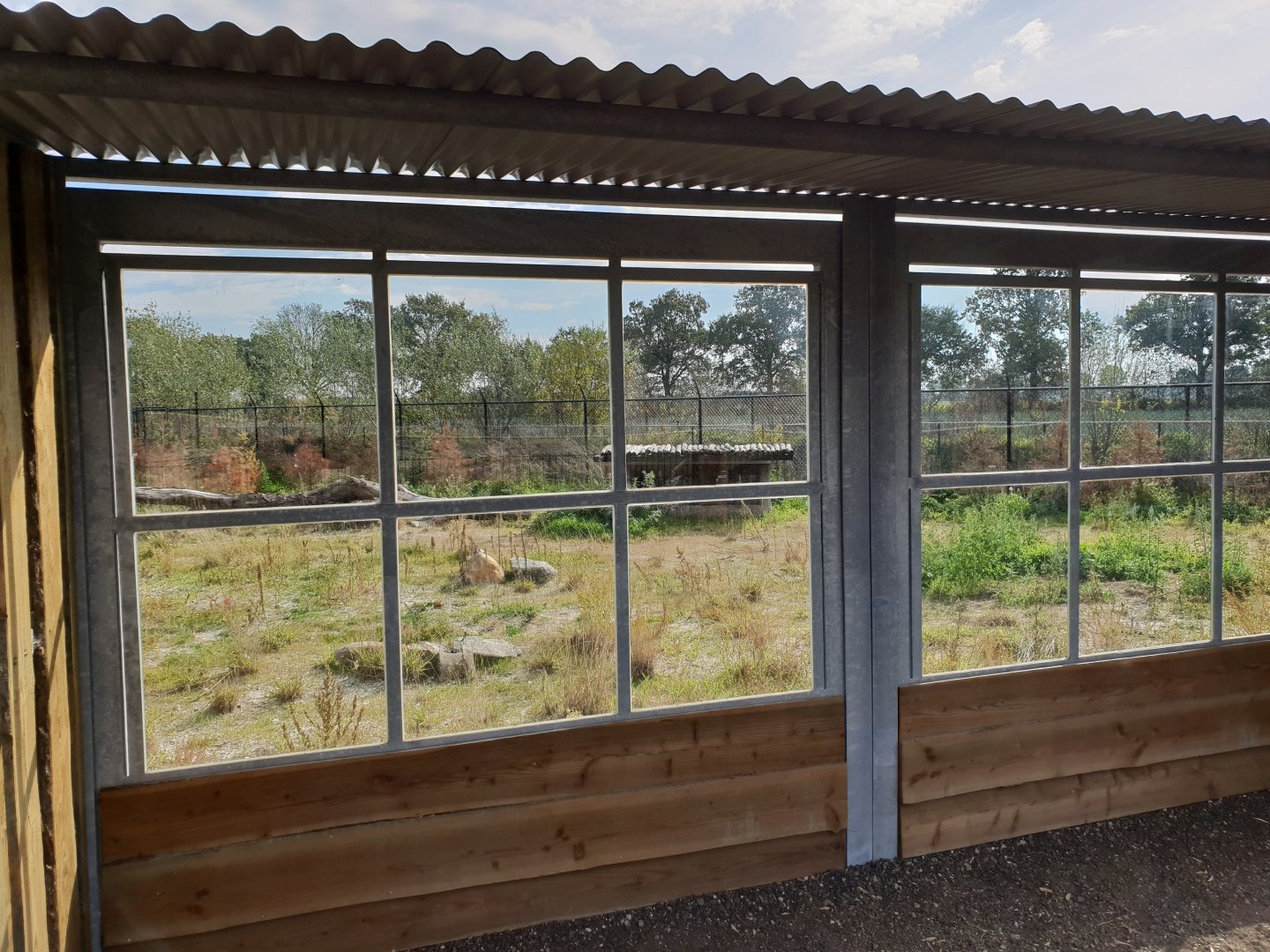 Viewing-window Maned wolf