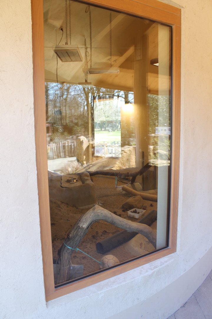 Viewing-window Meerkat-indoor enclosure
