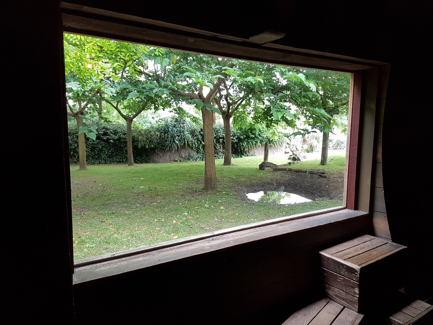 Viewing-window Oudoor-enclosure Galapagos tortoise