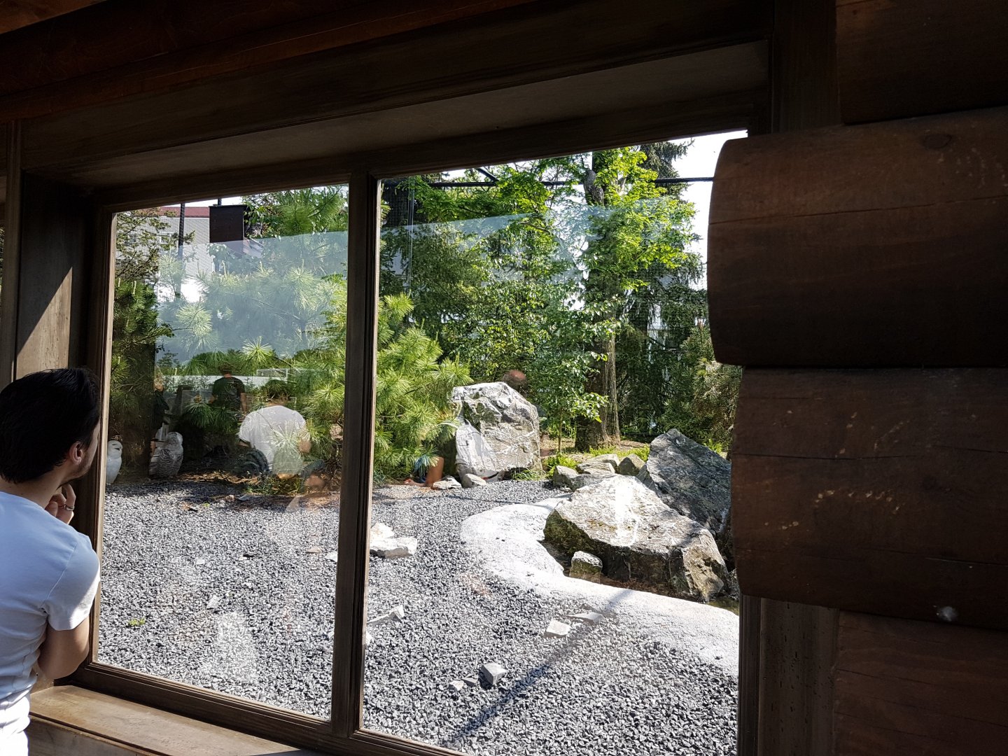 Viewing-window Owl-aviary