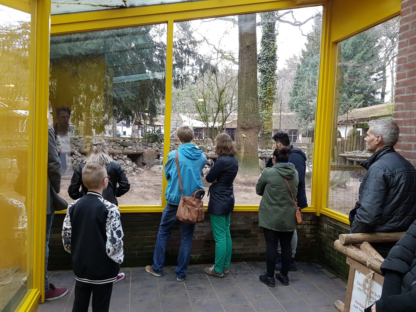 Viewing-window Penguins