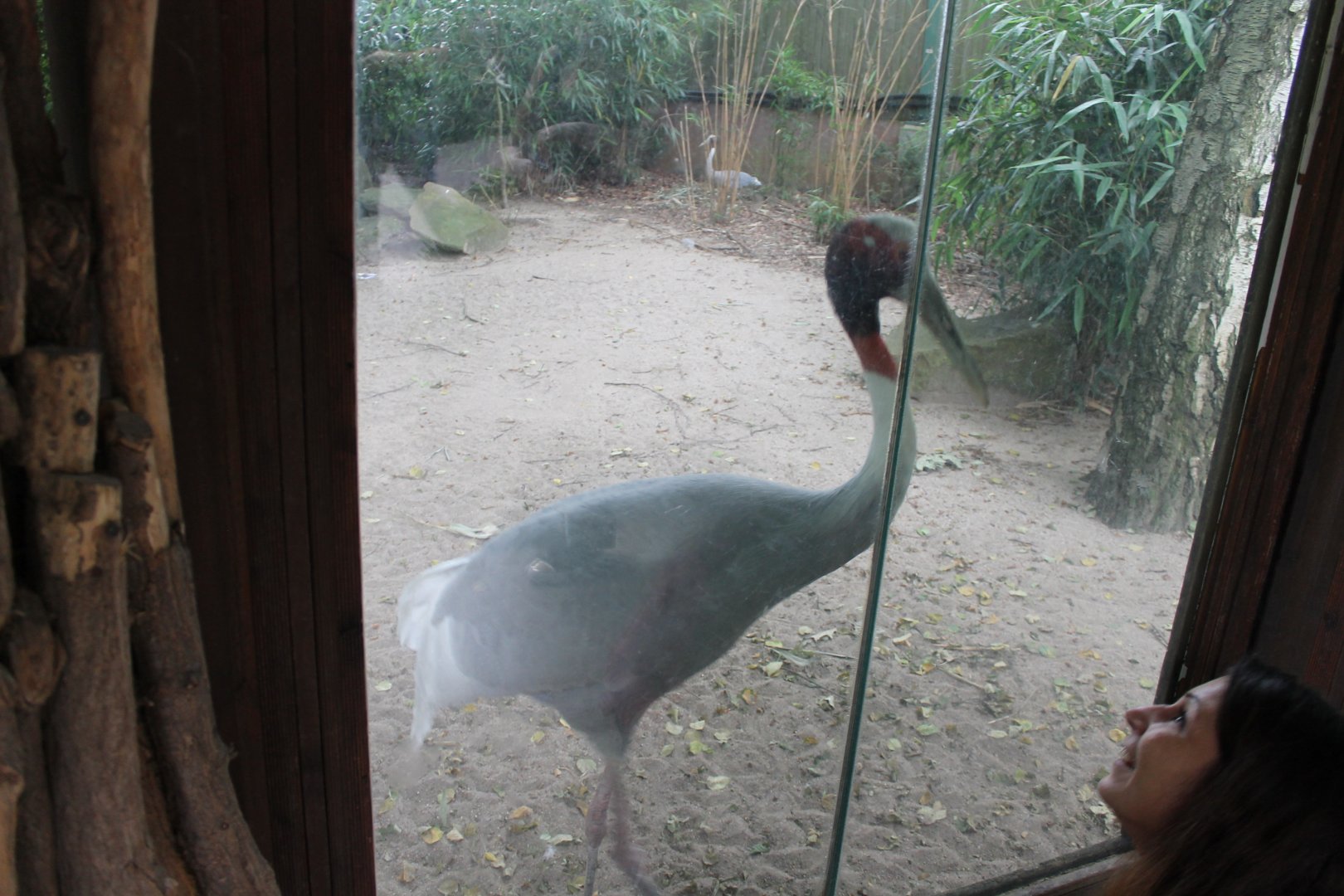 Viewing-window Sarus crane-enclosure