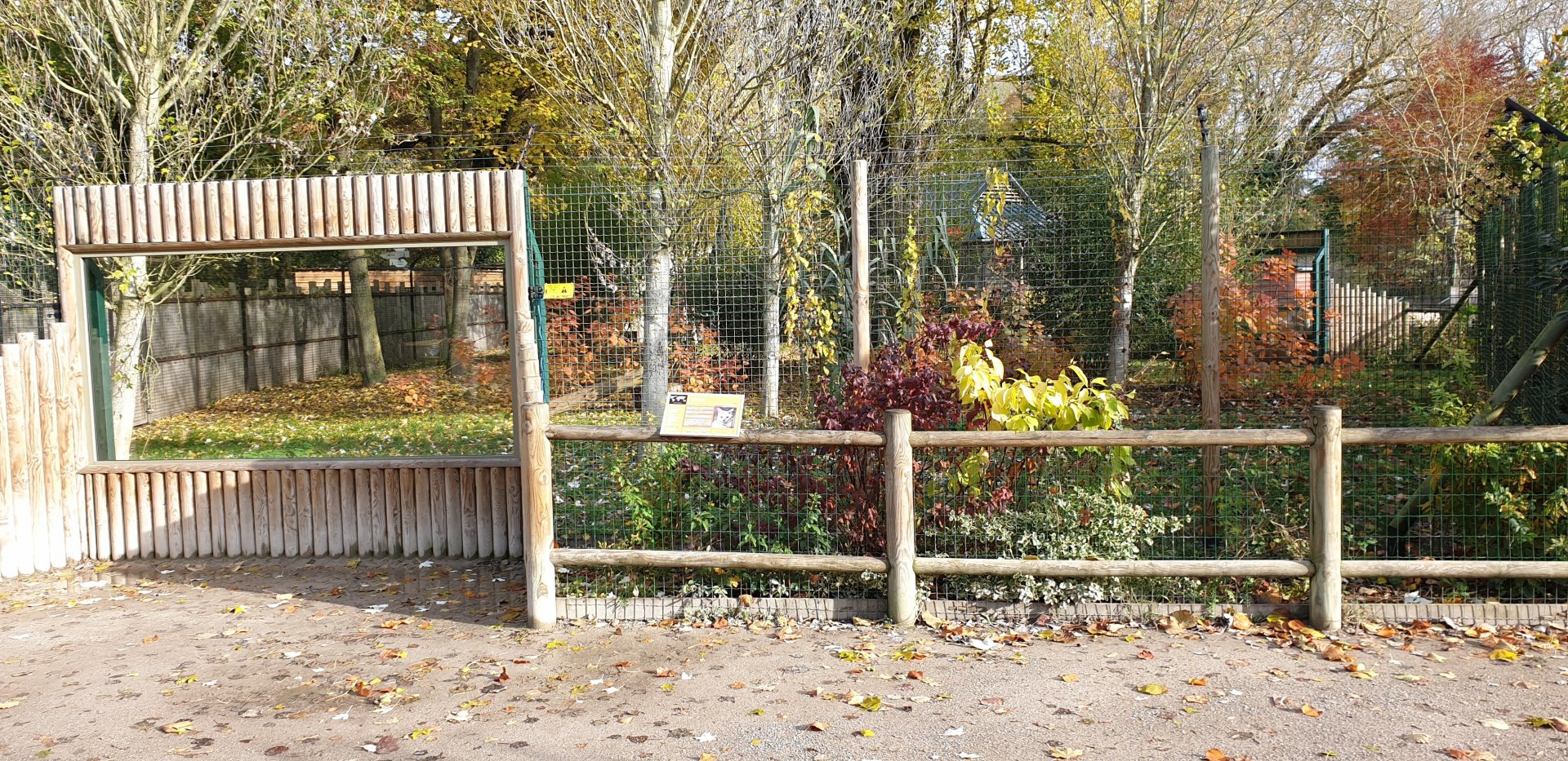 Viewing-window Serval-enclosure