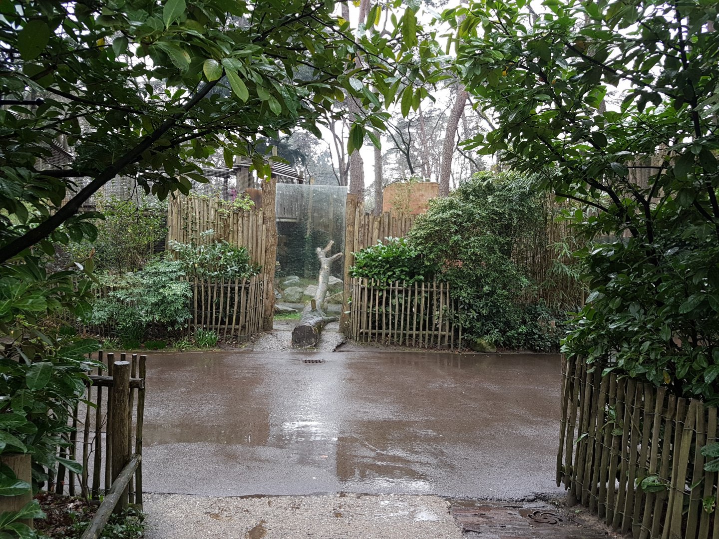 Viewing-window Spotted hyena-enclosure