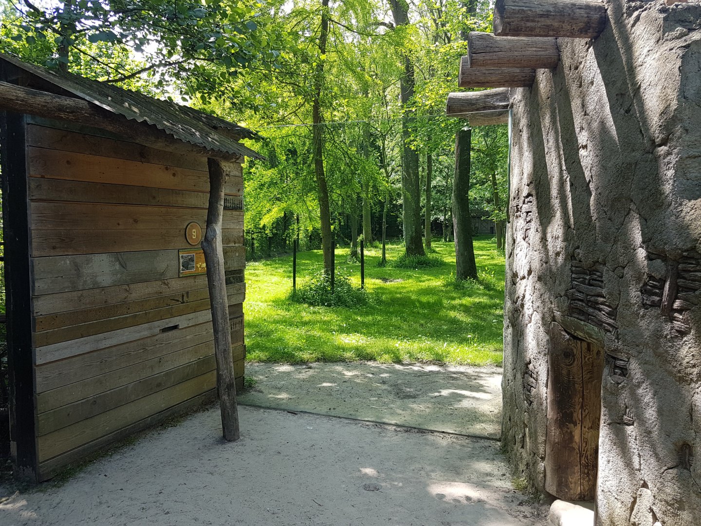 Viewing-window Spotted hyena