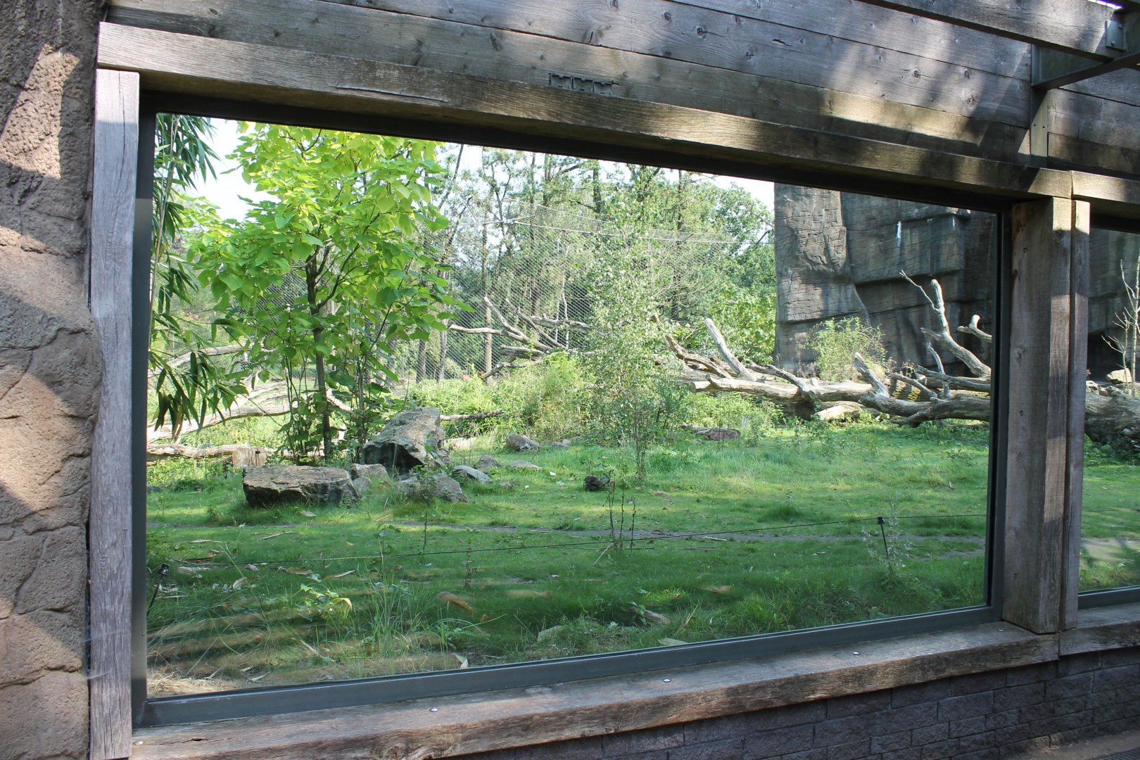 Viewing-window Tiger-enclosure