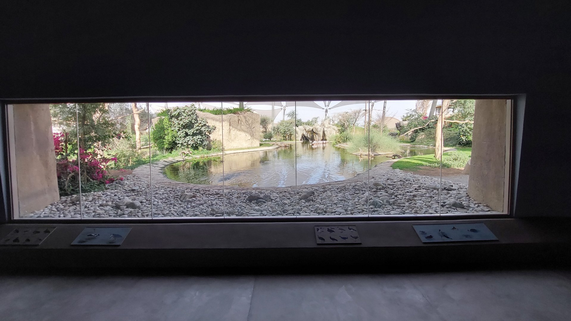 Viewing window to main avairy in (cooled) bird information centre