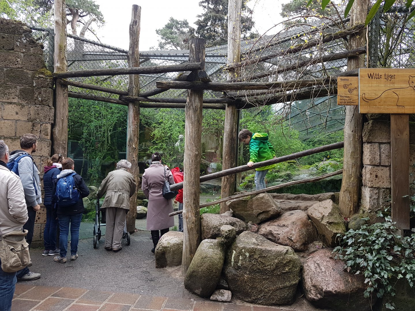 Viewing-window White tiger-enclosure