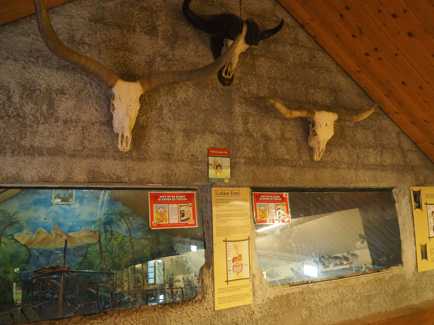 Viewing windows into the Eastern chimpanzee indoor housing - With buffalo and longhorn cattle skulls, 2019-06-01