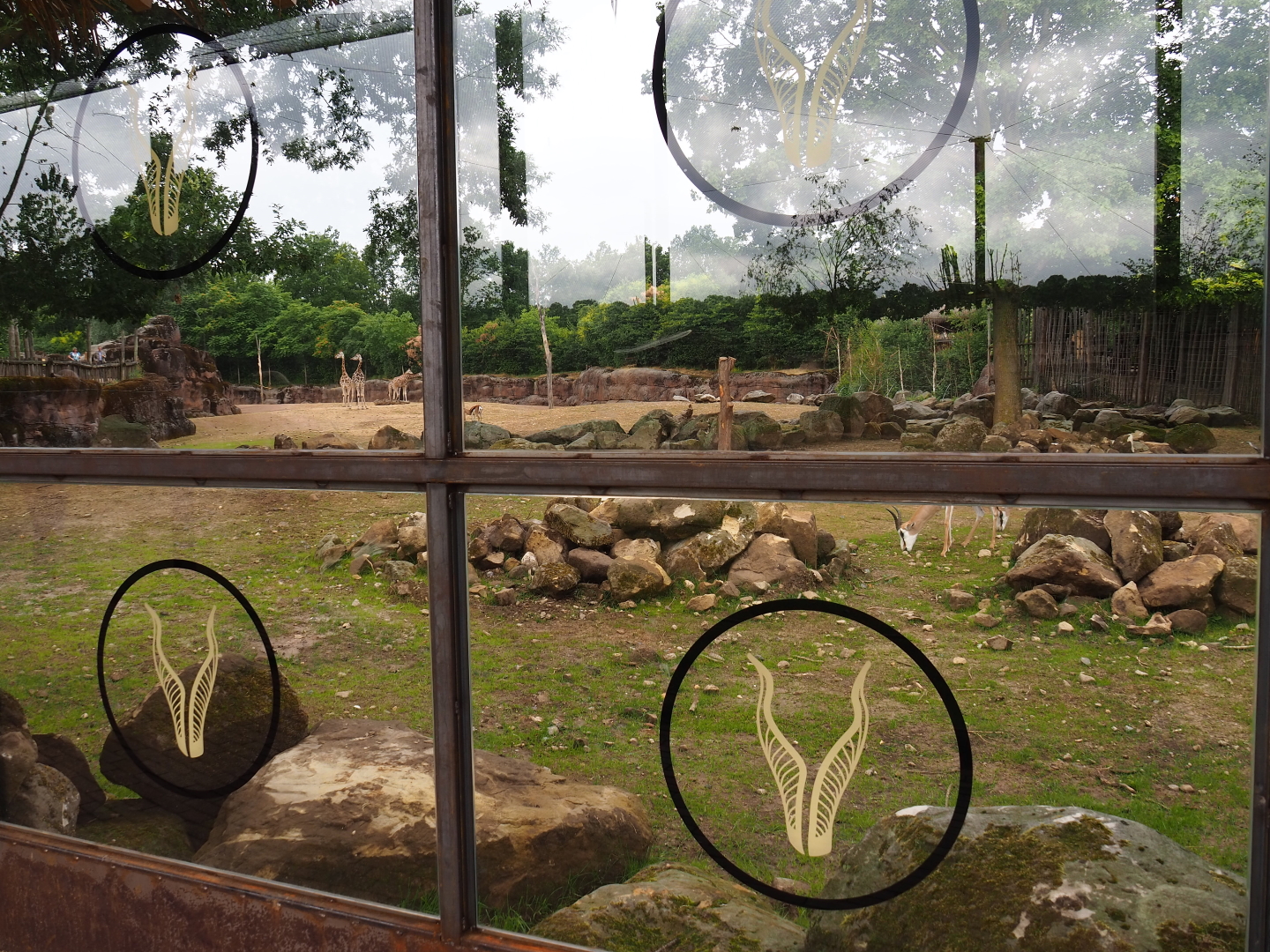 Viewing windows into the savanna paddock, 2019-07-21