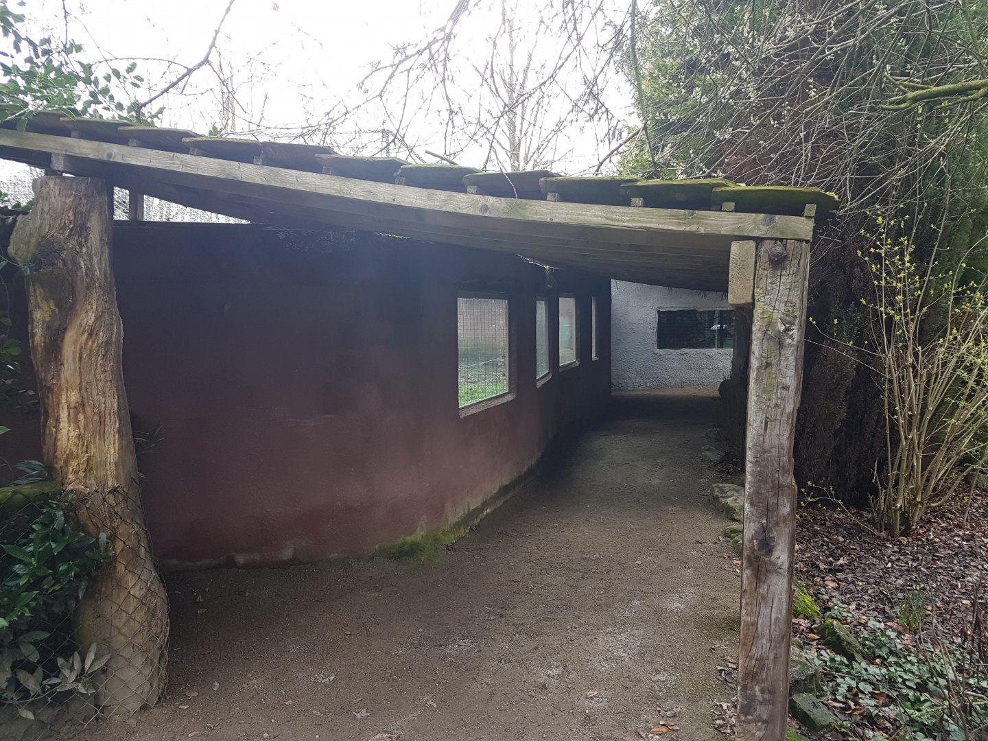 Viewing-windows Lion-enclosure