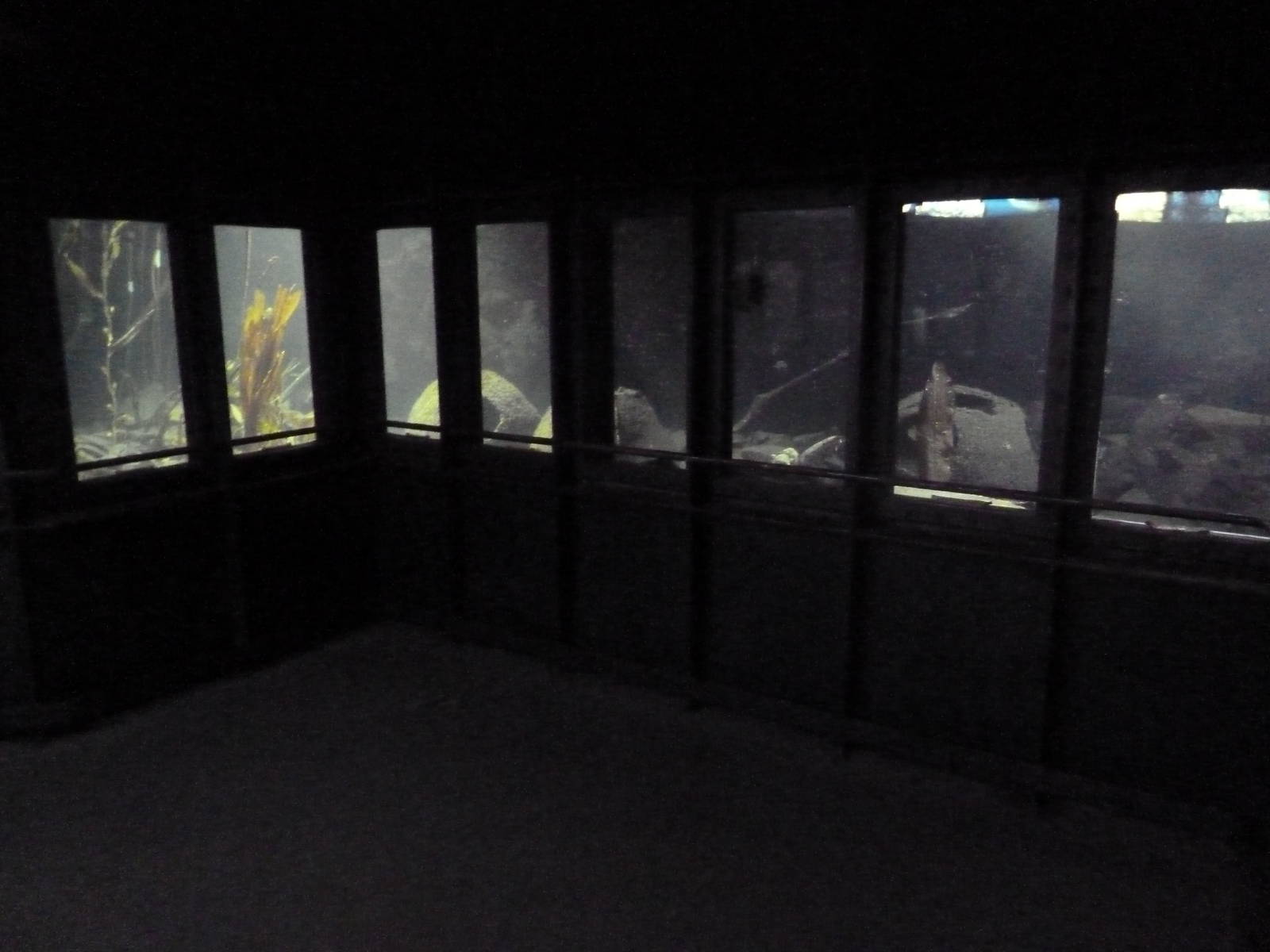 Viewing Windows - No Flash