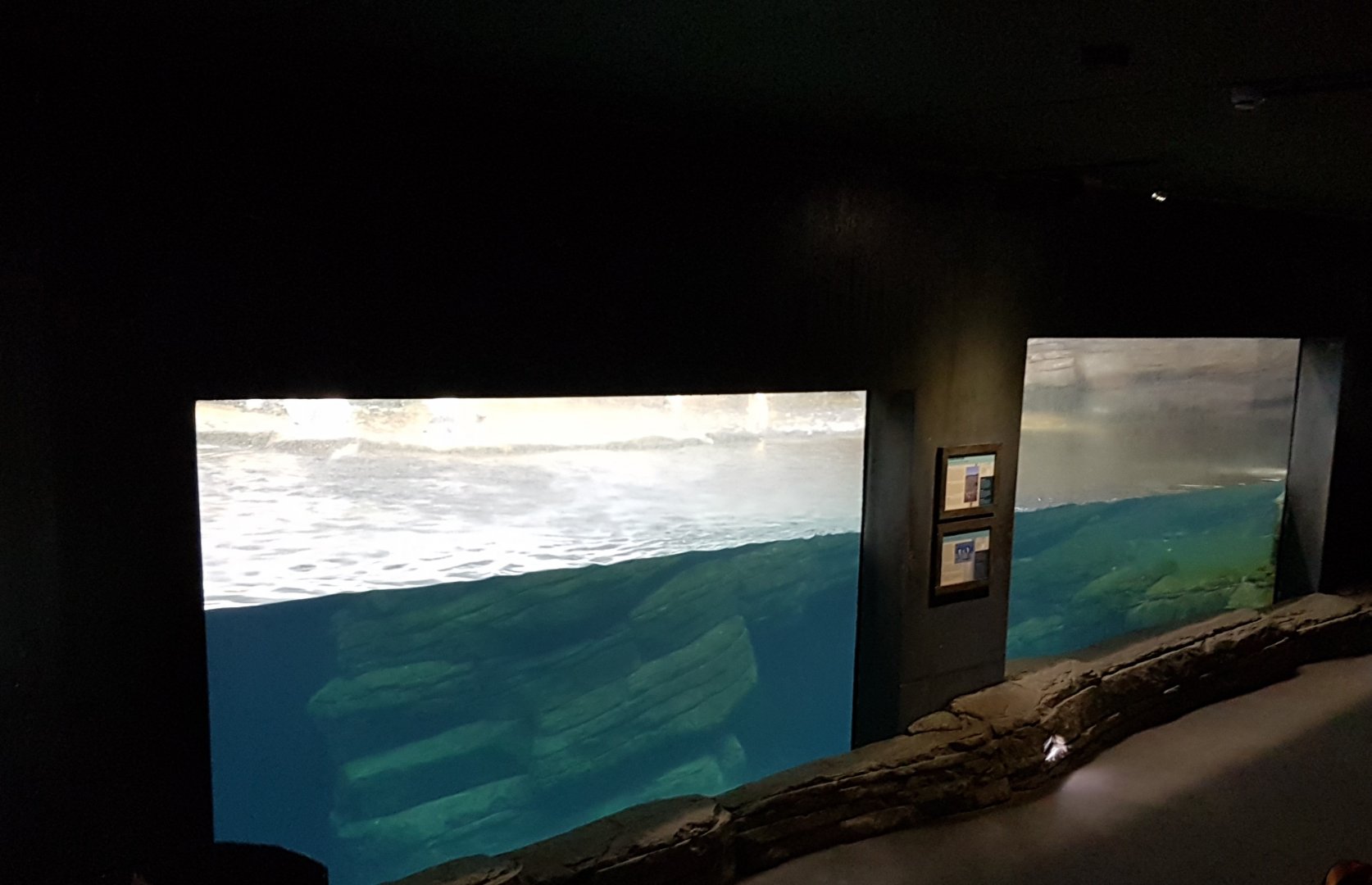 Viewing-windows Penguins