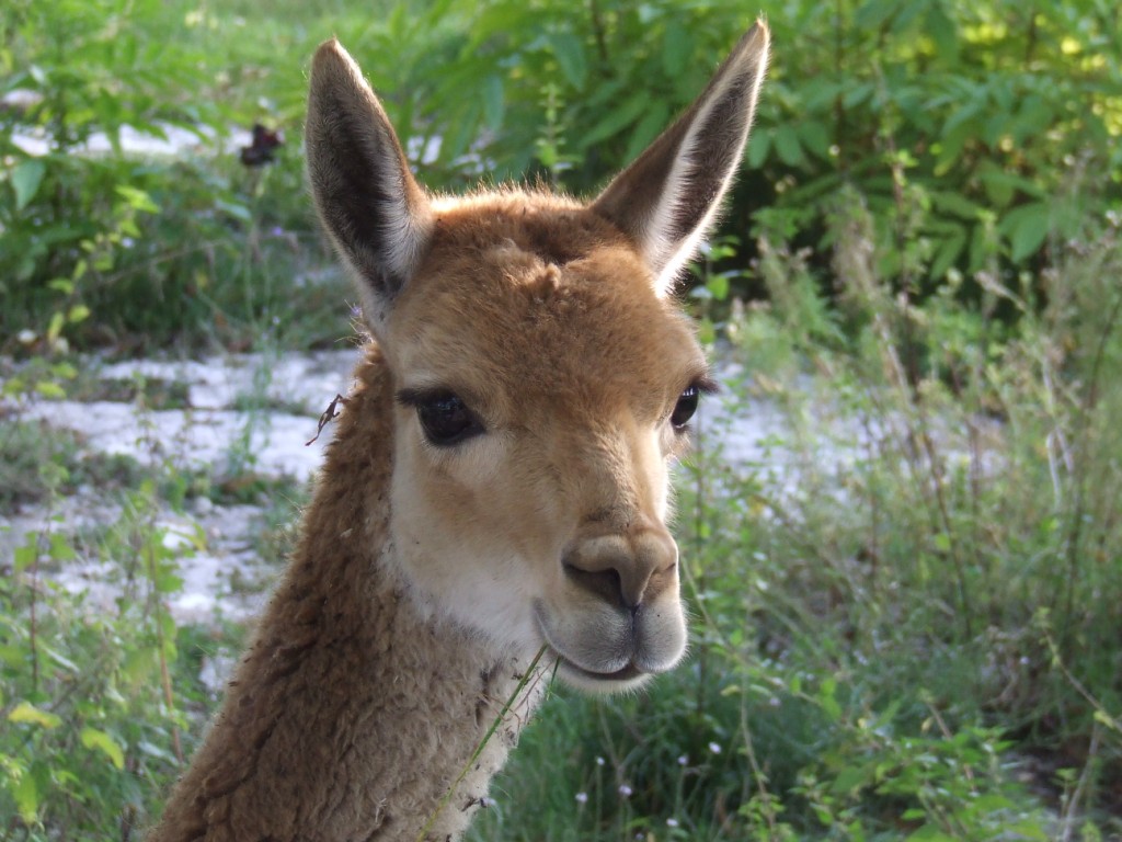 Vigogne (vicugna vicugna)