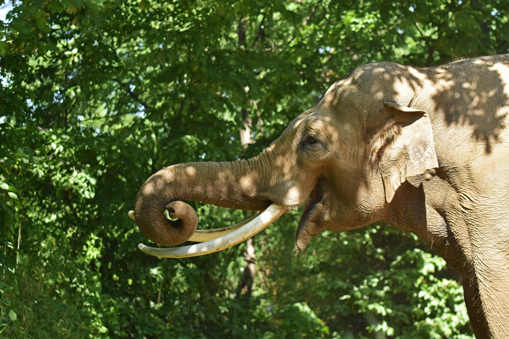Viktor, male asian elephant