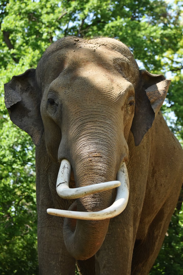 Viktor, male asian elephant