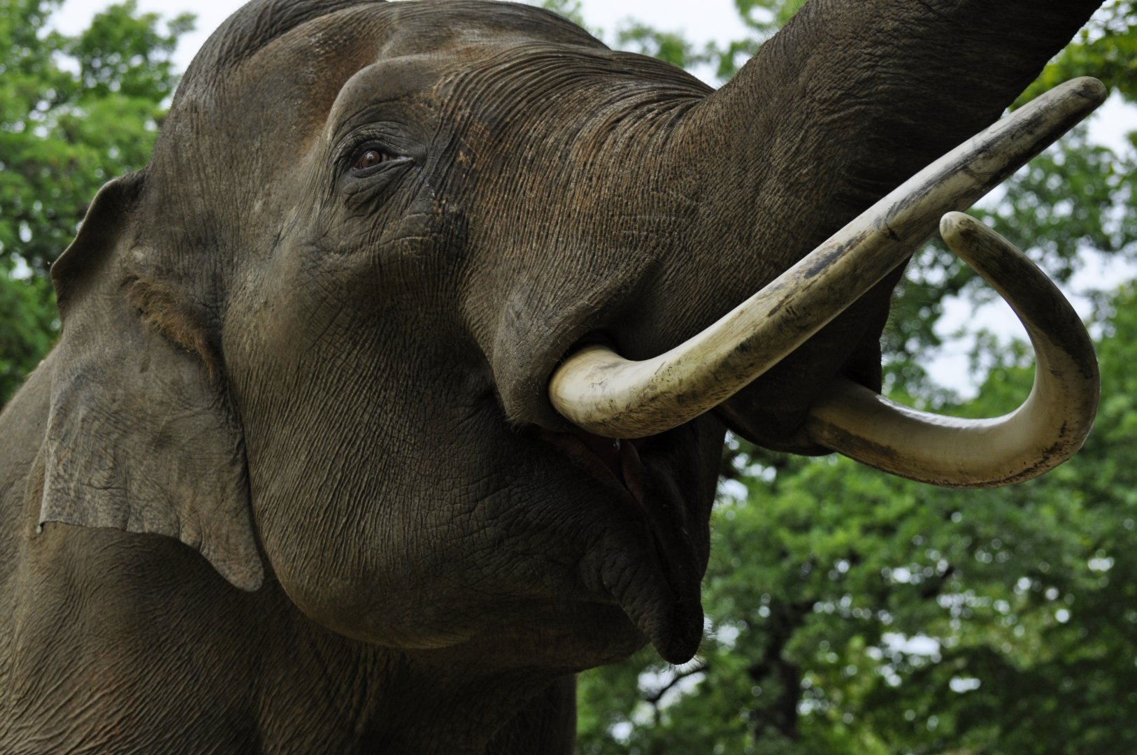Viktor, male asian elephant