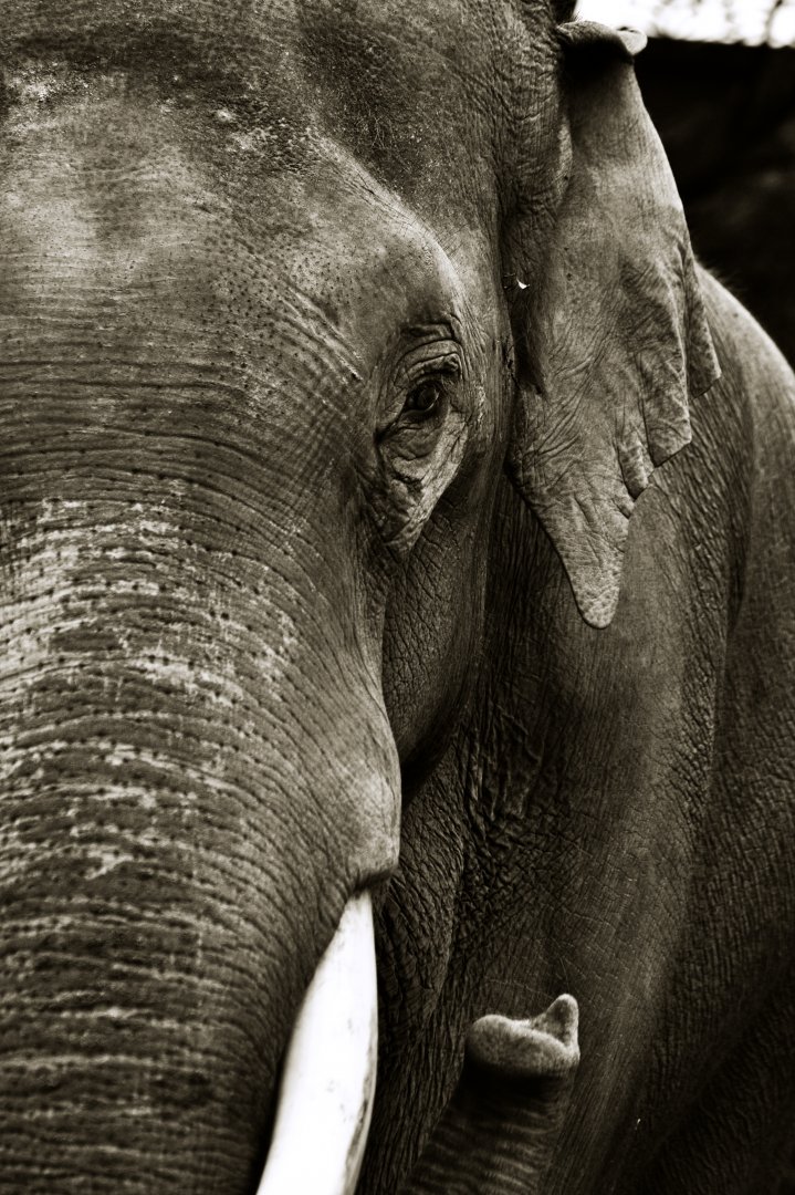 Viktor, male asian elephant