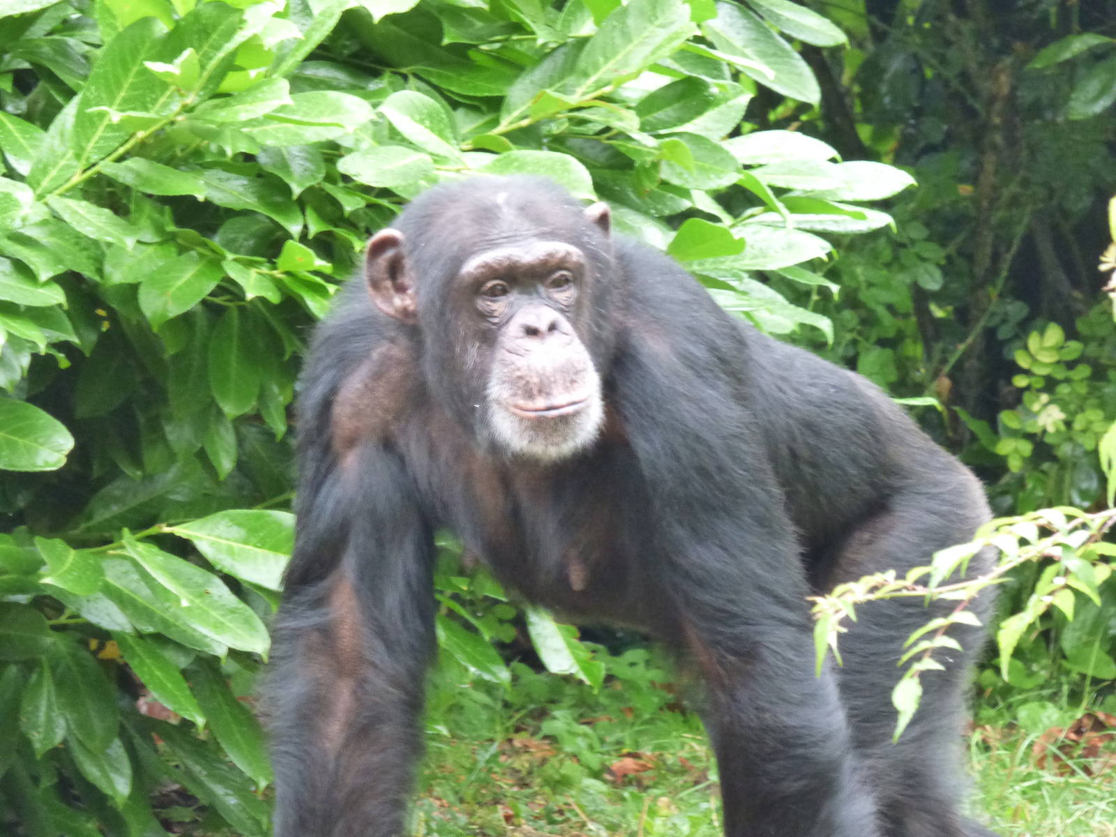 Vila the Chimpanzee