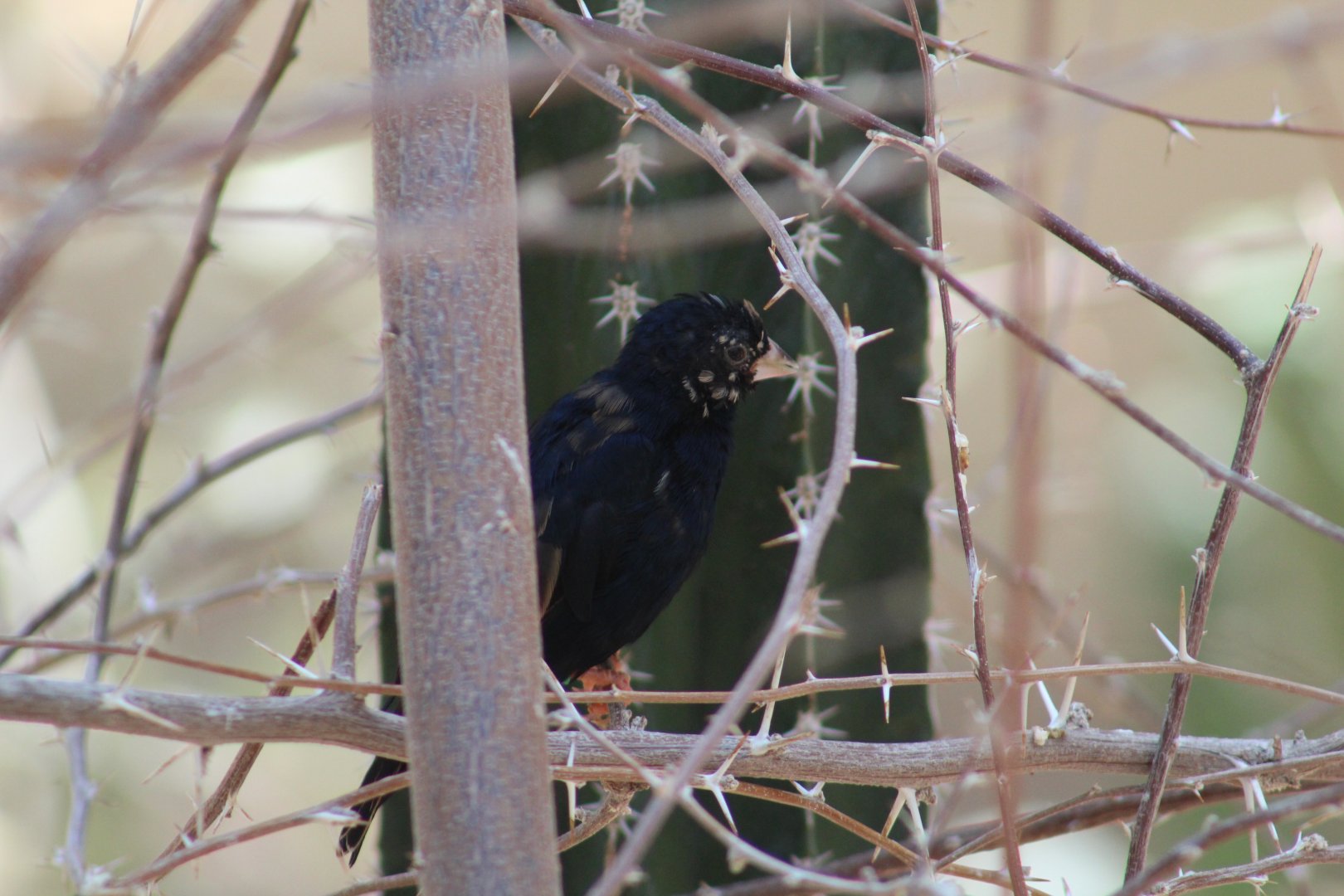 Village Indigobird