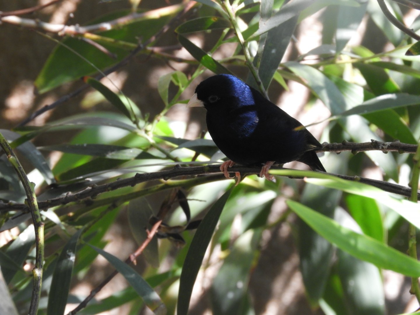 Village indigobird